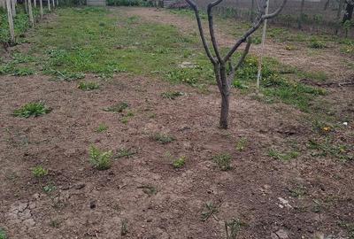 Casă cu Teren 1000 Mp în Central - 5