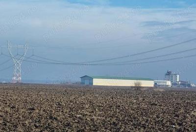 Vanzare Teren intravilan 10000mp Balaceanca - 4