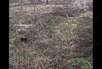 Casă cu 4 camere cu Teren 3500 Mp în Podgoria - 4