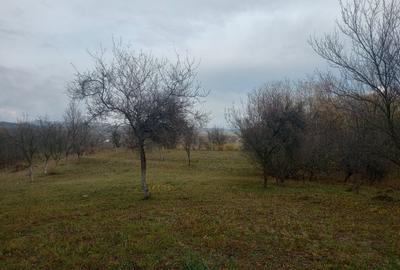 Teren intravilan Drajna 4062mp - 9