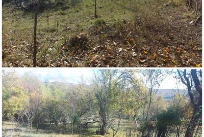 Teren de 3500 mp, în Berevoești - 6