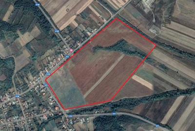 Teren de 500000 mp, în Borăscu - 2
