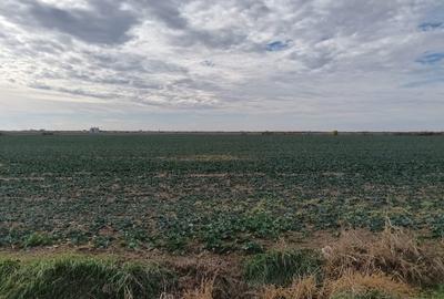 Ferma Agricolă 1.350 Hectare – Grad de Comasare 96–97%, Chișineu Criș, Județul A - 14