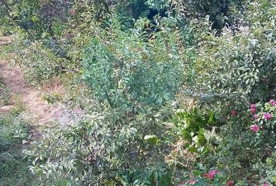 Casa cu o curte libera de 700 mp | Popesti-Leordeni Casa cu o curte libera de 700 mp | Popesti-Leordeni - 15