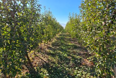 Teren agricol intravilan de 10380 mp, în Exterior Nord