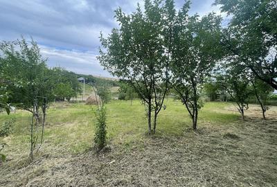 Teren de 6000 mp, în Avântu - 3