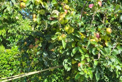 Casă individuală cu 5 camere cu Piscina în Snagov - 12