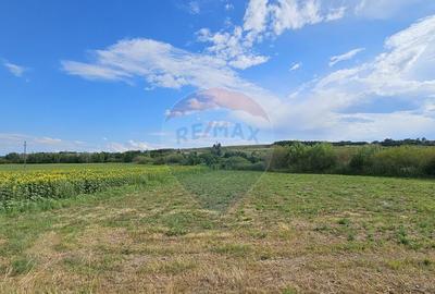 Teren de 12000 mp, în Pădureni (Șendriceni) - 3