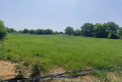 Teren de 2800 mp, în Lovrin - 15