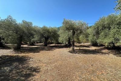 Teren intravilan pe insula Thassos, aproape de plaja salbatica - 3