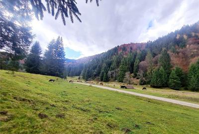 Teren intravilan panoramic 4.600mp,view iconic Piatra Craiul - 11