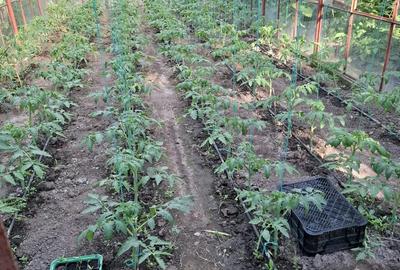 Casă cu Teren 800 Mp în Central - 2