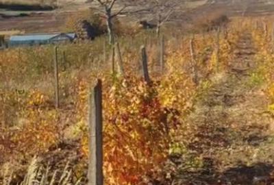 HUSI - Leosti 10 000 mp vie pe rod - Cabernet Sauvignon - 3