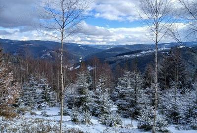 PF, Vand 1,5 ha teren zona Mestecanis, Suceava, Bucovina - 2