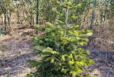 Teren intravilan de vanzare, 951 mp, Bucovat, sat Sarbatoare - 10