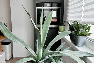 Garsoniera Arcul de Triumf - 4