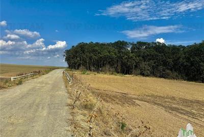 Teren de vanzare lotizat la padure cu utilitati in Frumusani / Calarasi - 2