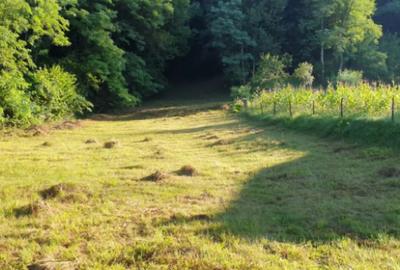 Teren de 7000 mp, în Ștubeie Tisa - 6