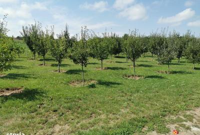 Spațiu comercial, în Nou - 2