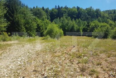 Teren Dambu Morii - 1200mp - 2