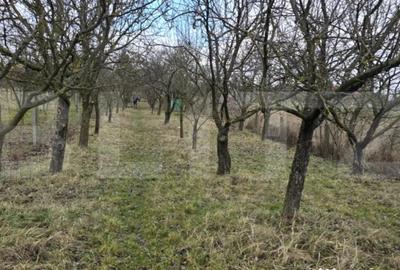 Teren de 1996 mp, în Viile Satu Mare - 8