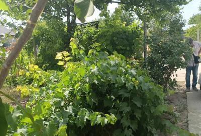 Casă cu 2 camere cu Teren 1025 Mp în Crușovu - 7