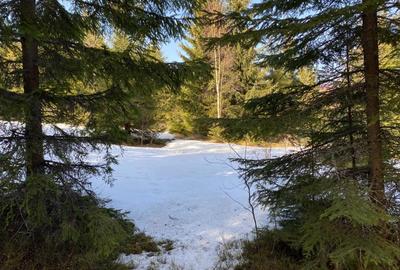 Teren 5000 mp in Baisoara, langa pensiunea Skiland si cabana Merlin! Teren 5000 mp in Baisoara, langa pensiunea Skiland si cabana Merlin! - 3