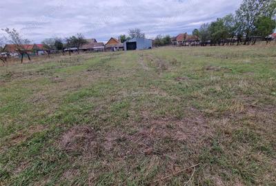 Casă cu Teren 4657 Mp în Șoșdea - 2