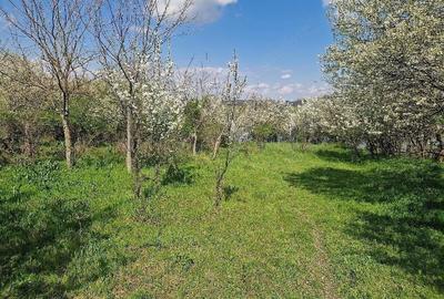 Teren de 3800 mp, în Moșteni - 5