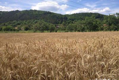 Teren de 5000 mp, în Racâș - 4