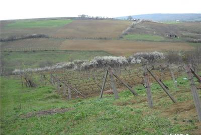 Teren de 6000 mp, în Frumoasa - 2