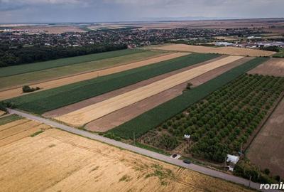 Teren de 25000 mp, în Macea - 3
