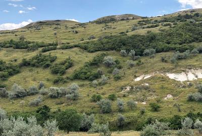 Teren agricol extravilan de 500000 mp, în Tohani - 12