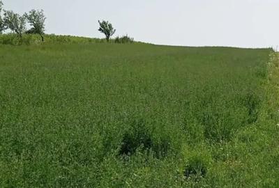 Teren de 5000 mp, în Copălău - 2