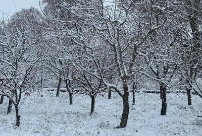 Casă în Poiana - 1