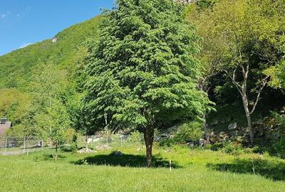 Teren de 678 mp, în Râu de Mori - 1