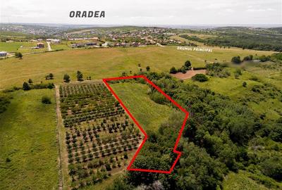 Teren intravilan de 7101 mp, în Săldăbagiu de Munte - 2