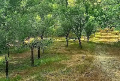 Teren de 6000 mp, în Stoilești - 4