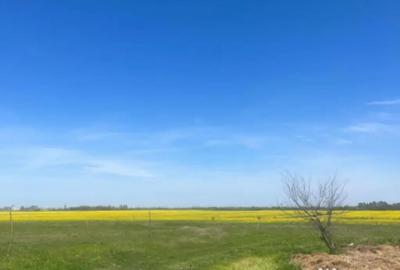 Teren în Coșoveni - 1