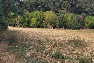 Teren de 4000 mp, în Măgurele