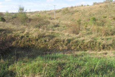 Teren de 15400 mp, în Zăvoi - 7