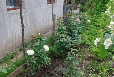 Casă cu 4 camere în Fântâna Doamnei - 5