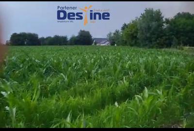 TEREN INTRAVILAN 10.000 MP, CATAMARESTI DEAL, BOTOSANI - 1