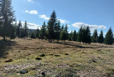 Teren de 1000 mp, în Beliș - 1