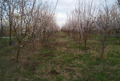 Teren în Gheorghe Lazăr - 1