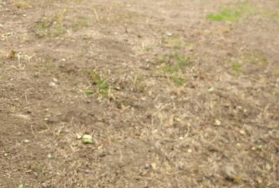Teren | Pasarea - Branesti | Su: 700 mp | Utilitati | Ideal Casa | Investitie | - 5