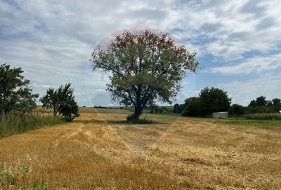 Teren intravilan 4.779 mp + casa si anexe - Girov, Neamt