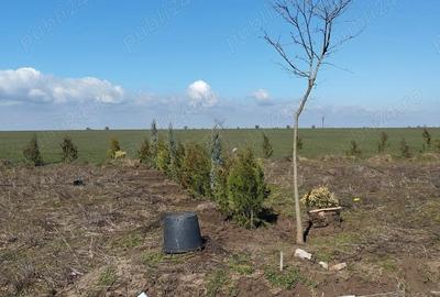 Teren de 355 mp, în Poiana - 3