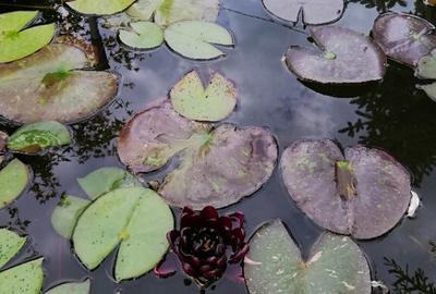 Proprietar, parter la casa cu etaj, Mogosesti - Iasi, 10 km Proprietar, parter la casa cu etaj, Mogosesti - Iasi, 10 km - 14