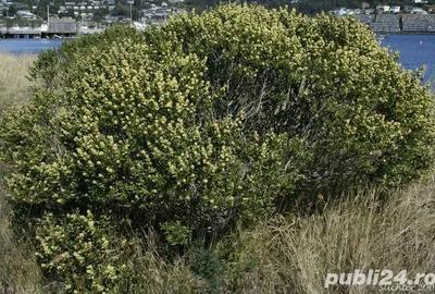 Vand apartament in Oradea - 6